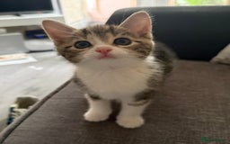 Mixed Breed cats for sale: TABBY/TORTOISESHELL/WHITE KITTENS X5 - Image 13
