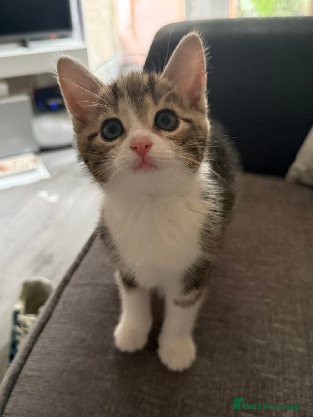 Mixed Breed cats for sale: TABBY/TORTOISESHELL/WHITE KITTENS X5 - Image 13