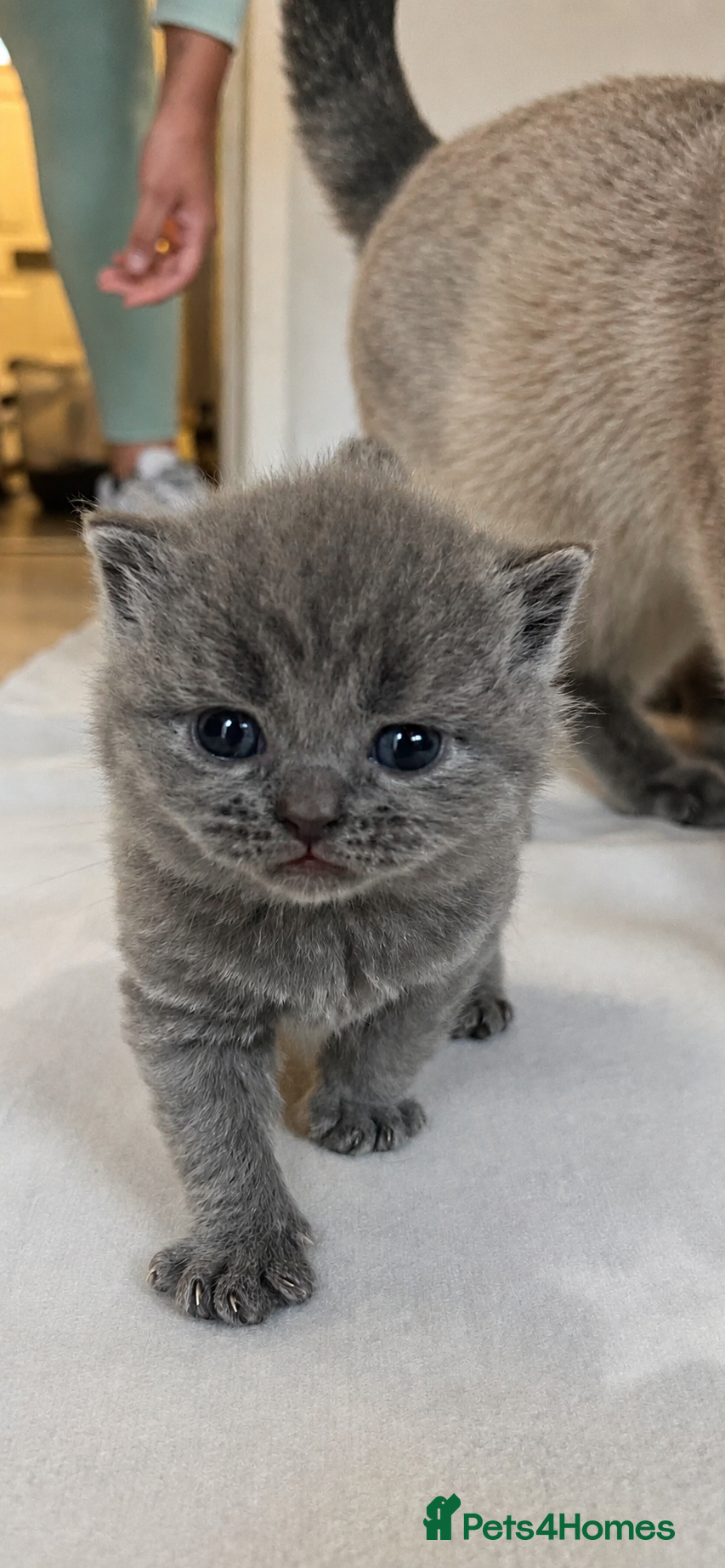 British Shorthair cats BSH KITTENS 💕💙 - Advert 6