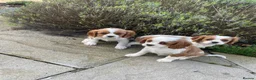 Cavalier King Charles Spaniel dogs for sale: HEALTH CHECKED PUPPIES READY NOW in Oldham - Advert 3