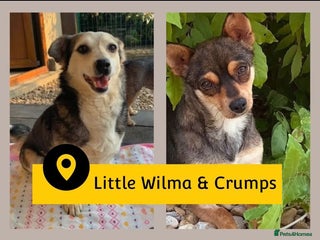 Mixed Breed dogs - Advert 23