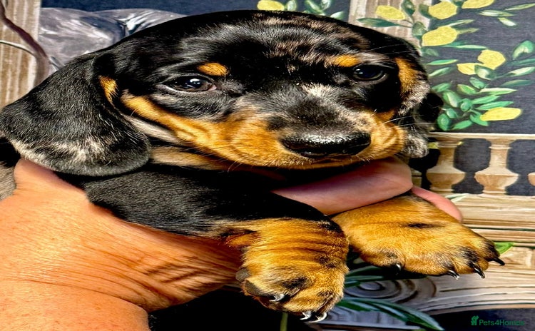 Miniature Dachshund dogs - Advert 3