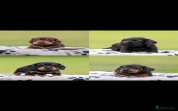 Dachshund dogs for sale: Miniature Wire haired Dachshund Puppies  - Image 1