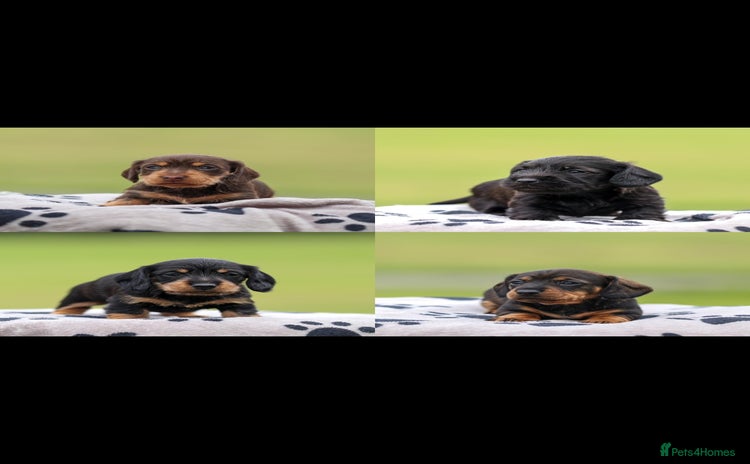 Dachshund dogs - Advert 10