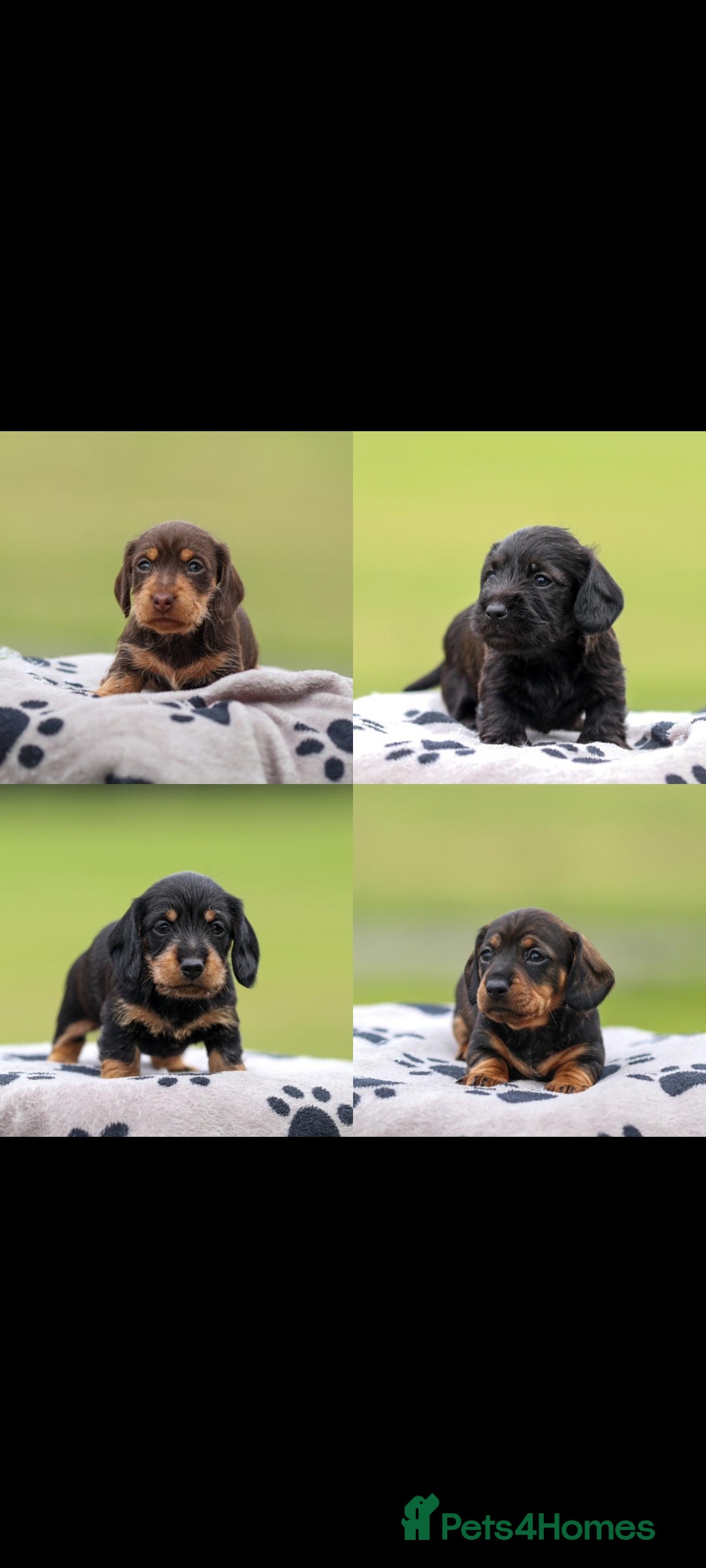 Dachshund dogs for sale: Miniature Wire haired Dachshund Puppies  - Image 1