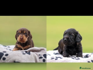 Dachshund dogs - Advert 36
