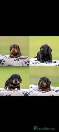 Dachshund dogs - Advert 12