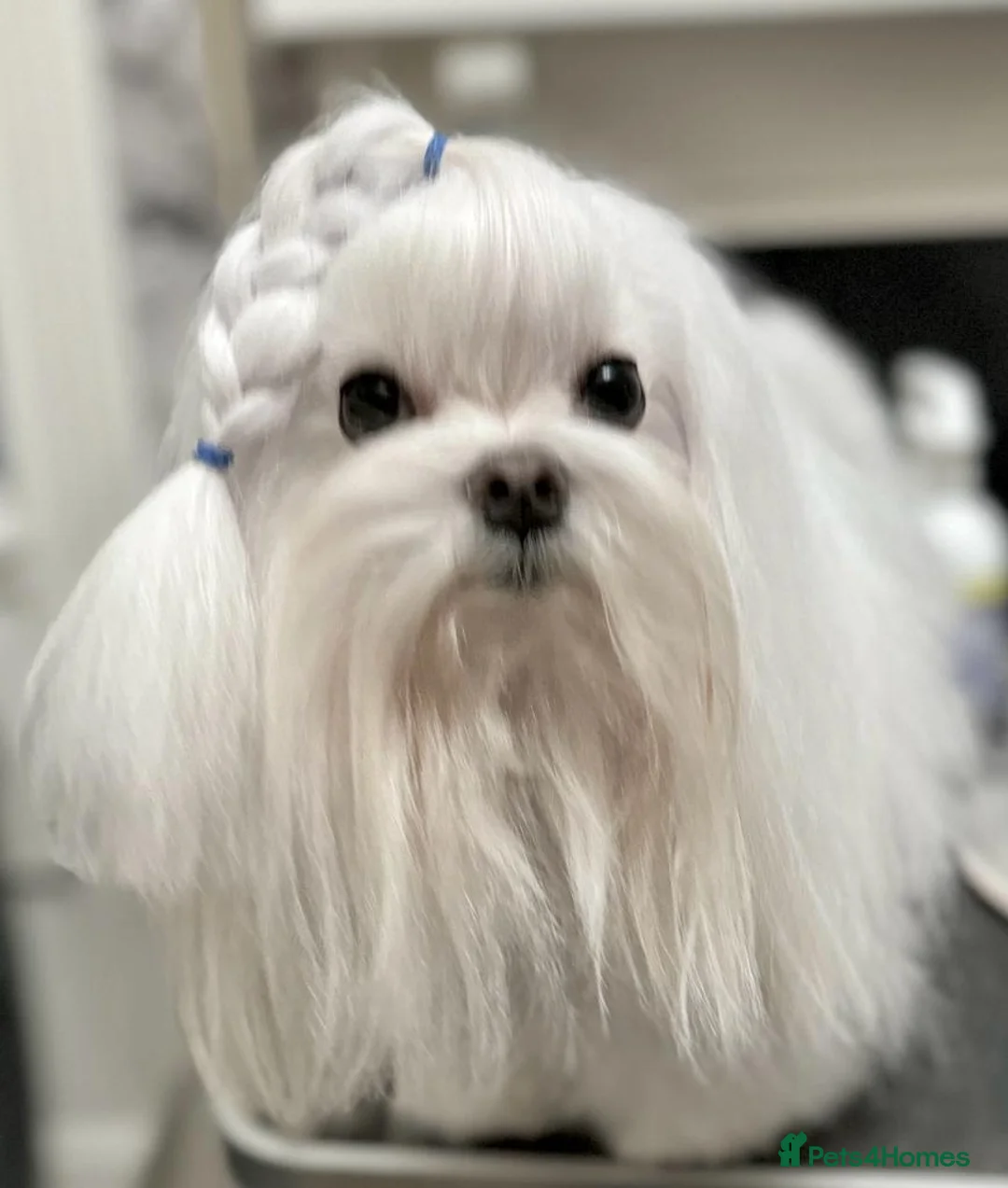 Maltese dogs for stud: OCTAVIUS Korean Maltese KC Registered Proven Stud in Halesowen - Advert 2