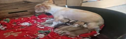 Chihuahua dogs for sale: Beautiful chihuahua pups in Manchester - Advert 3
