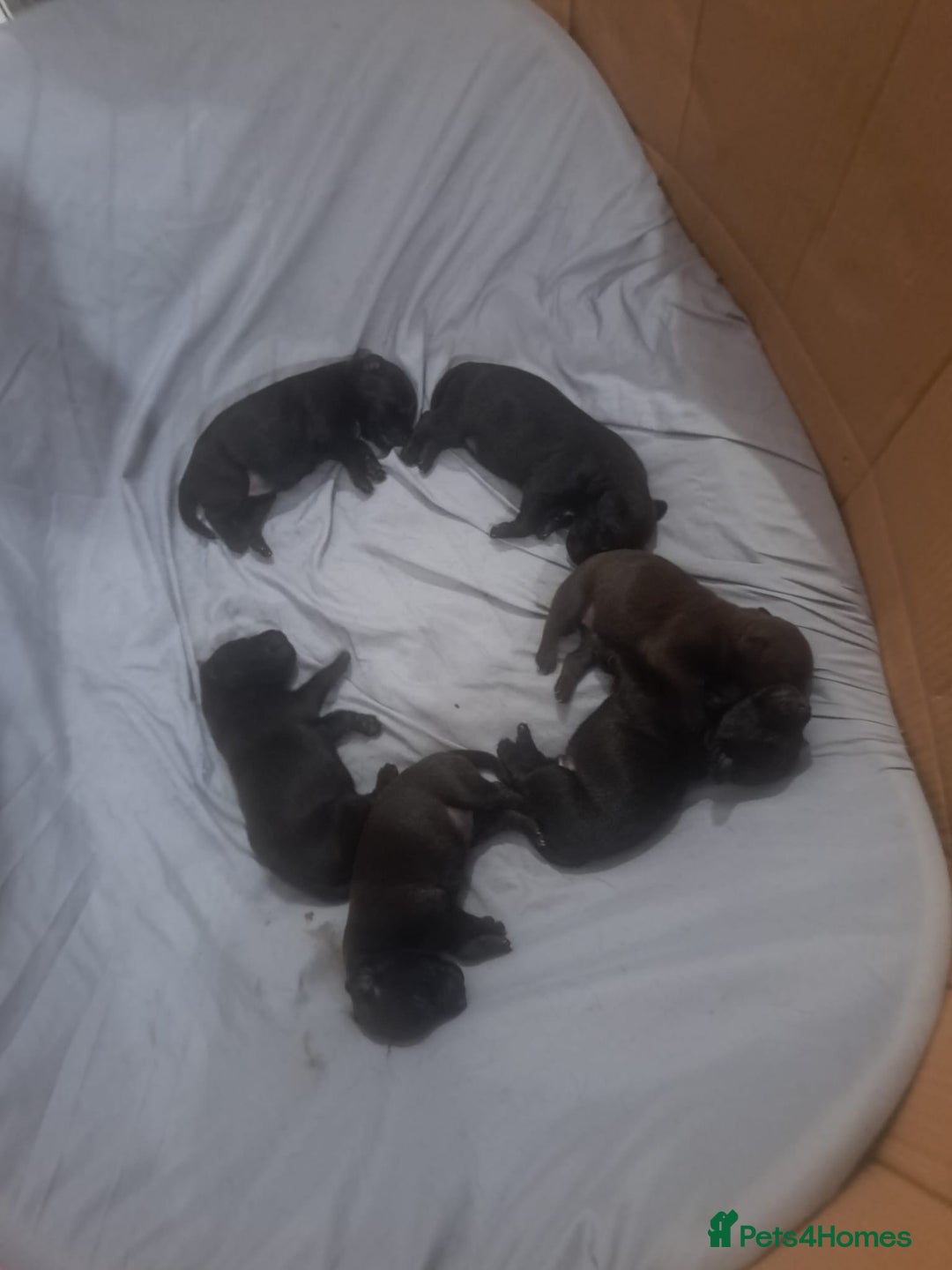 Patterdale Terrier dogs for sale: Patterdale pups - Image 23