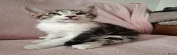 Mixed Breed cats for sale: Two 10 Weeks old Boy kittens  in Colchester - Advert 10