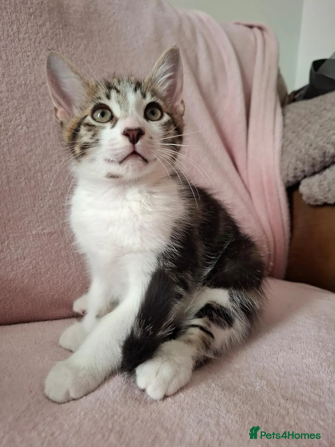 Mixed Breed cats for sale: Two 10 Weeks old Boy kittens  in Colchester - Advert 10