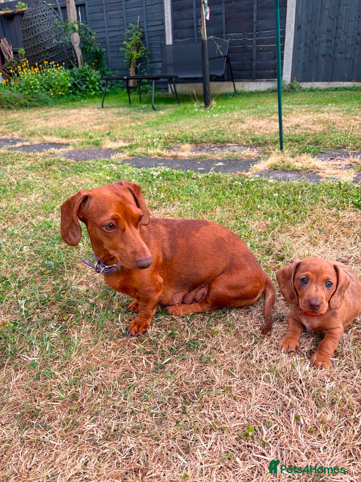 Miniature Dachshund dogs Stunning KC Miniature Dachshunds - Advert 2