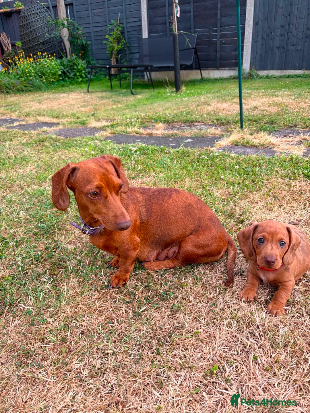Miniature Dachshund dogs for sale: Stunning KC Miniature Dachshunds - Advert 2
