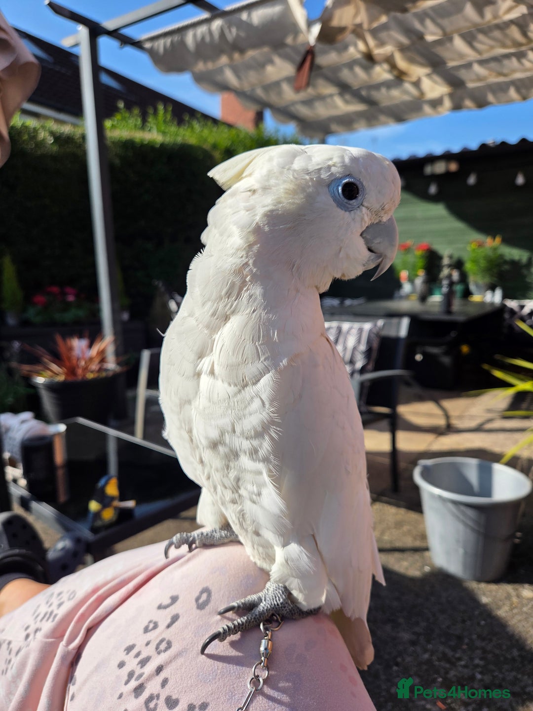 Cockatoo birds for sale: Female umbrella cockatoo  - Image 3