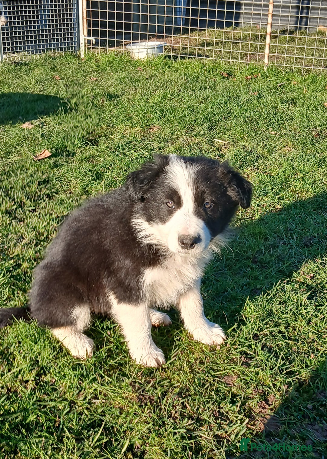 Border Collie dogs for sale: Long coated traditional border collie pups - Advert 8