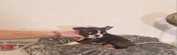 Boston Terrier dogs for sale: Boston Terrier Puppies  - Advert 27