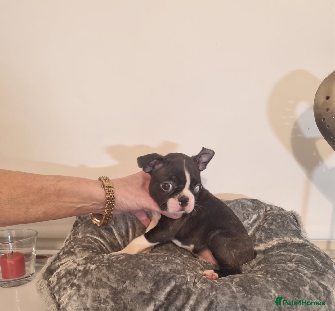 Boston Terrier dogs for sale: Boston Terrier Puppies  - Advert 27