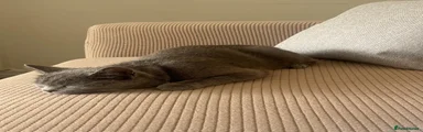 Nero (British Shorthair)