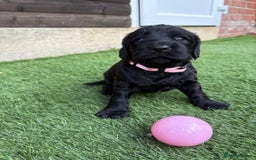 Cocker Spaniel dogs for sale: 3 Beautiful cocker spaniel puppies 2 boys 1 girl - Image 14