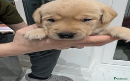 Labrador Retriever dogs for sale: Beautiful Labrador puppys  - Image 19