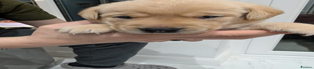 Labrador Retriever Puppy 5