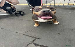 American Bully dogs for sale: Classic bully  - Image 1