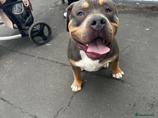 American Bully dogs - Advert 15