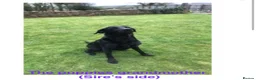 Labrador Retriever dogs for sale: Beautiful female Labrador puppy - last one left - Advert 21