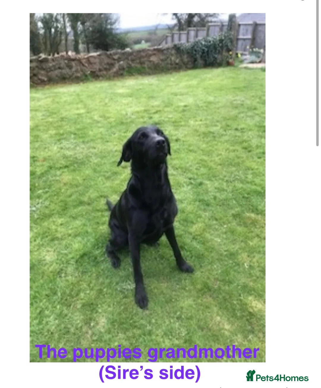 Labrador Retriever dogs for sale: Beautiful female Labrador puppy - last one left - Advert 21