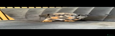 Miniature Dachshund 3