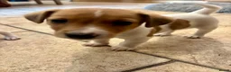 Jack Russell dogs for sale: Male Jack Russell Puppies – Ready 15th October in Caerphilly - Advert 15