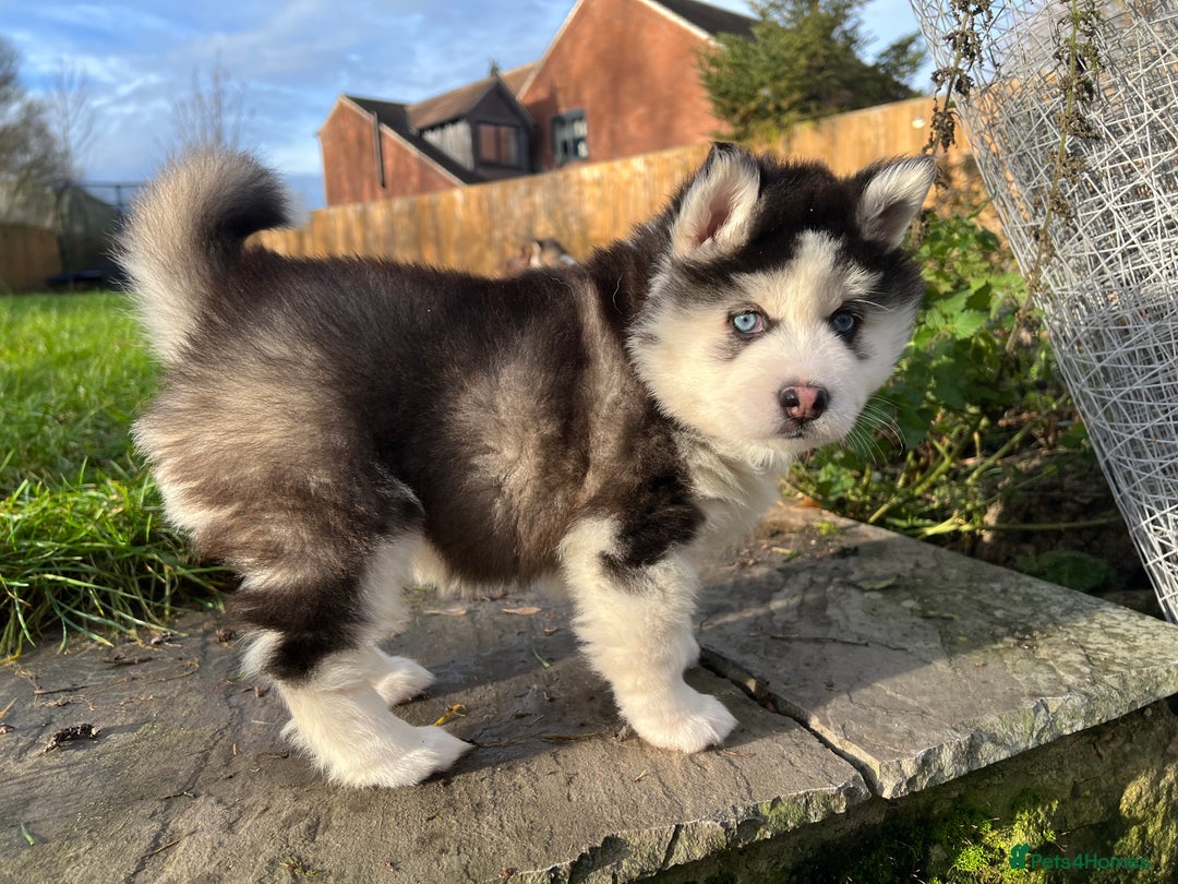 Pomsky dogs for sale: One stunning girl pomsky pup left - ready 24/12 - Advert 2
