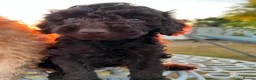Mixed Breed dogs for sale: Poodle puppies - Advert 3
