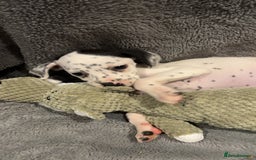 Mixed Breed dogs for sale: Dalmatianxboxer puppies  - Image 17