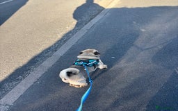 Pug dogs for sale: Franky boy - Image 4