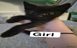 Mixed Breed cats for sale: 2 black kittens for sale - Image 1