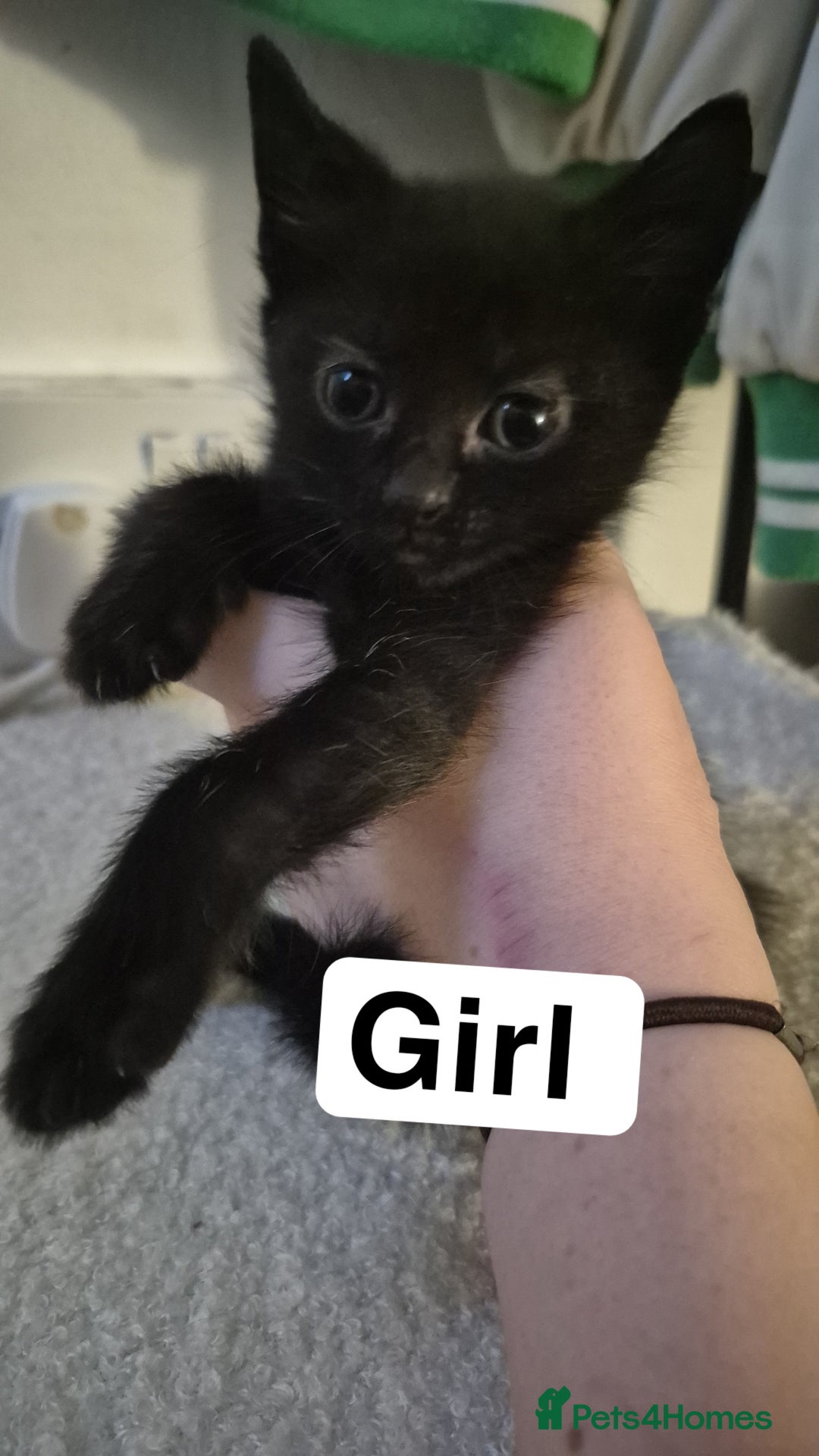 Mixed Breed cats for sale: 2 black kittens for sale - Image 1