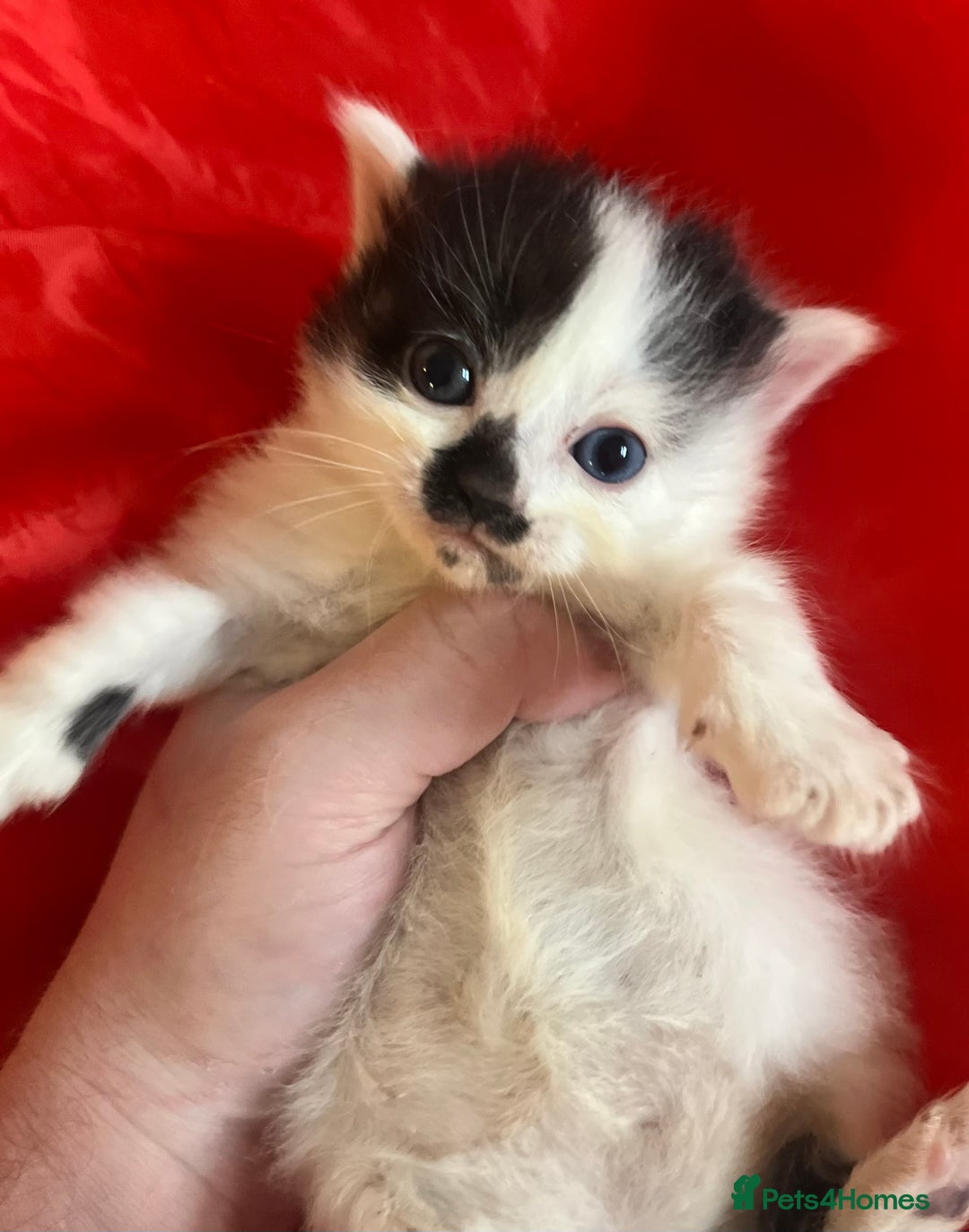 Mixed Breed cats for sale: Beautiful kittens for sale 🥰 - Advert 28