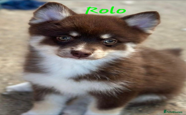 Pomsky dogs - Advert 1