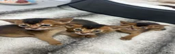 Abyssinian cats for sale: Champion parents amazing kittens  - Advert 12