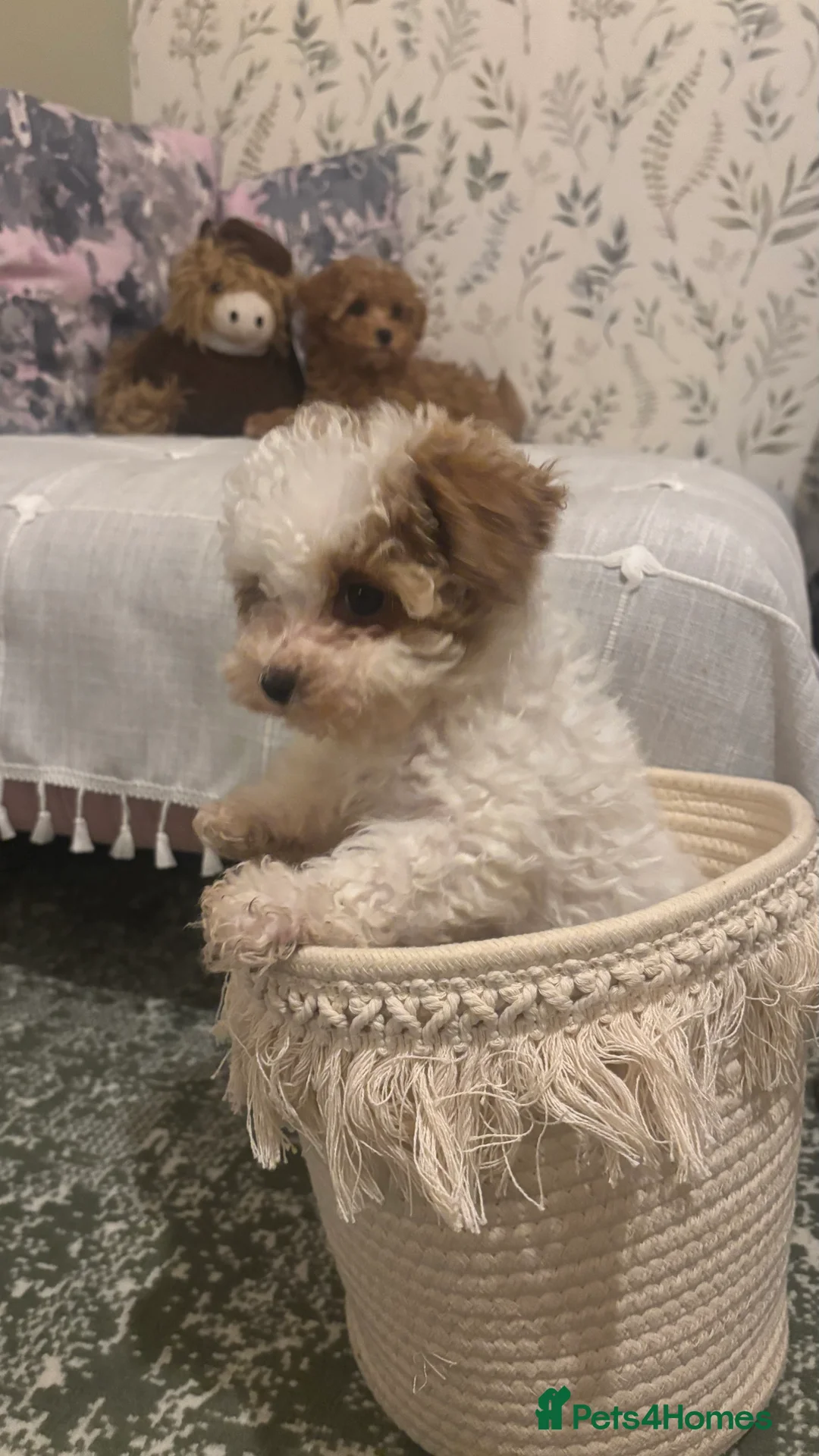 Maltipoo dogs for sale: 2 Maltipoo puppies looking for forever homes - Advert 13