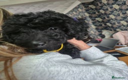 Sproodle dogs for sale: Beautiful Sproodles 1 black girl&1 chocolate boy - Image 3