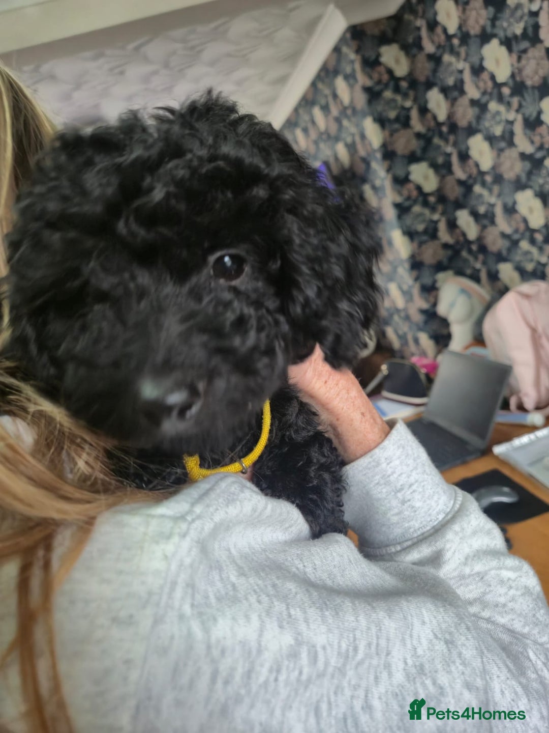 Sproodle dogs for sale: Beautiful Sproodles 1 black girl&1 chocolate boy - Image 3