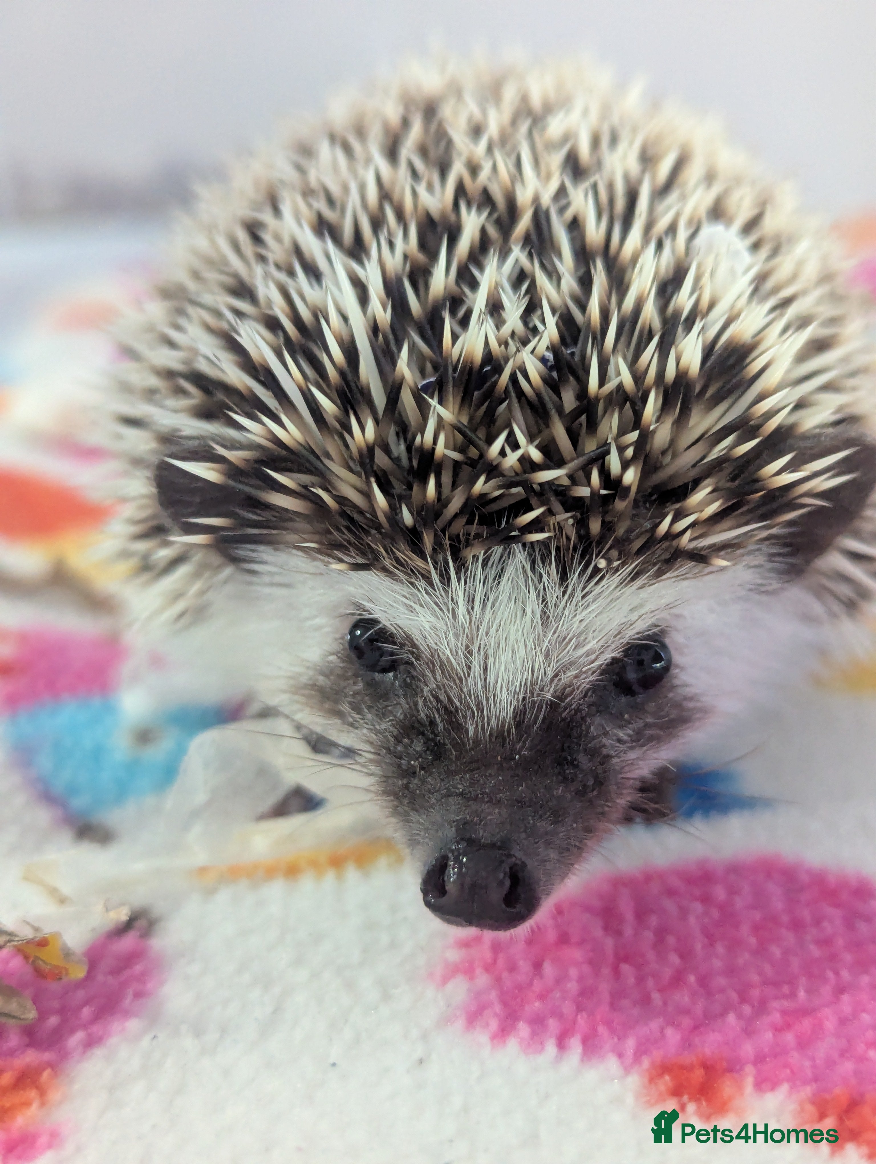 Pygmy Hedgehog rodents Beautiful Baby Hoglets/Ready Now - Advert 2