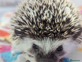 Pygmy Hedgehog rodents Beautiful Baby Hoglets/Ready Now - Advert 16