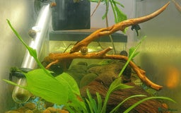Snails invertebrates for sale: Apple Snails for Aquariums - Image 1
