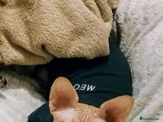 Sphynx cats Male sphynx in need of a loving home - Advert 11