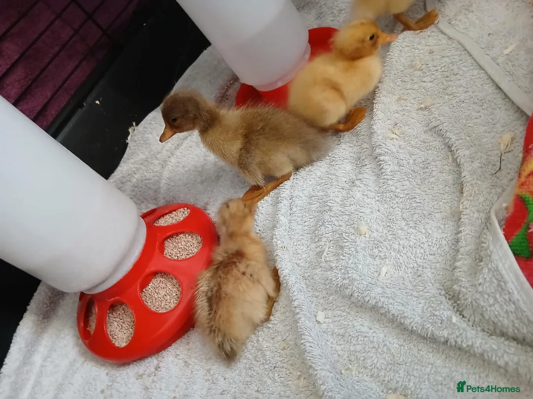 Ducks poultry for sale: Mixed welsh harlequin  - Advert 2