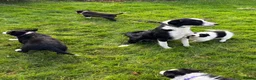 Border Collie dogs for sale: Border Collie Puppies - Advert 14